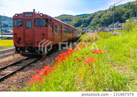 The tourist train SAKUBISAKURAKU3 bound for Tsuyama Station runs along the Tsuyama Line amidst autumn flowers in Kita Ward, Okayama City, Okayama Prefecture 131987379
