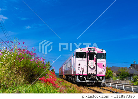The tourist train SAKUBISAKURAKU 4 bound for Okayama Station runs along the Tsuyama Line, surrounded by autumn flowers. Kita-ku, Okayama City, Okayama Prefecture The tourist train SAKUBISAKURAKU 4 bound for Okayama Station runs along the Tsuyama Line, surrounded by autumn flowers. Kita-ku, Okayama City, Okayama Prefecture 131987380
