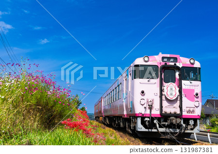 The tourist train SAKUBISAKURAKU3 bound for Okayama Station runs along the Tsuyama Line amidst the autumn flowers in Kita Ward, Okayama City, Okayama Prefecture 131987381