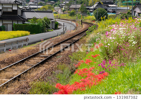 岡山縣岡山市北區津山線1號線的秋花盛開 131987382