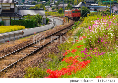 秋花爛漫的津山線,開往津山車站的普通列車3號。岡山縣岡山市北區 秋花爛漫的津山線,開往津山車站的普通列車3號。岡山縣岡山市北區 131987383