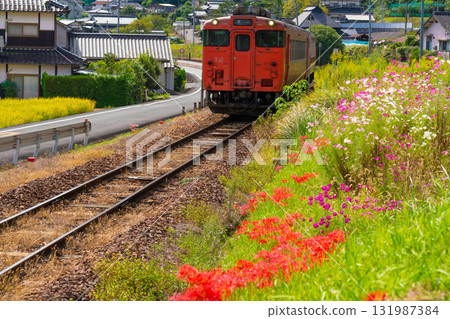 秋花爛漫的津山線,開往津山車站的普通列車2號。岡山縣岡山市北區 秋花爛漫的津山線,開往津山車站的普通列車2號。岡山縣岡山市北區 131987384
