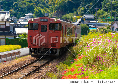 The tourist train SAKUBISAKURAKU 4 bound for Tsuyama Station runs along the Tsuyama Line, surrounded by autumn flowers. Kita-ku, Okayama City, Okayama Prefecture The tourist train SAKUBISAKURAKU 4 bound for Tsuyama Station runs along the Tsuyama Line, surrounded by autumn flowers. Kita-ku, Okayama City, Okayama Prefecture 131987387
