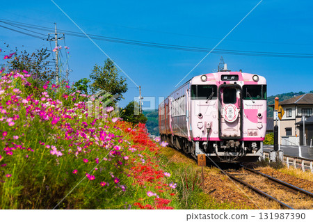 開往岡山站的觀光列車「SAKUBISAKURAKU 2」在秋日的花海中穿梭於津山線。岡山縣岡山市北區 131987390