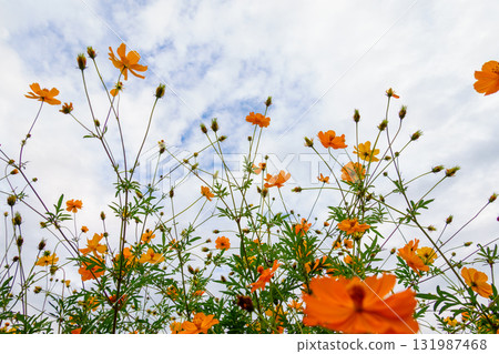 薰衣草波斯菊在秋天的天空下綻放 131987468