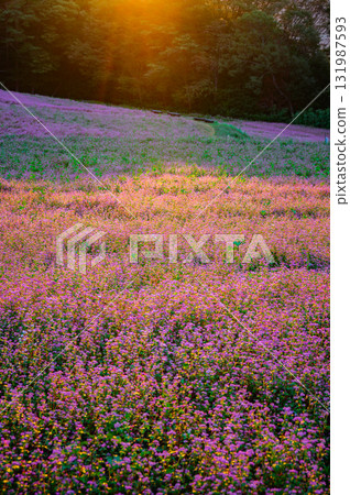 Red buckwheat flowers bathed in the morning sun [Akasoba Village] 131987593