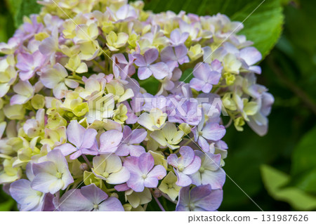 Pink and yellow-green hydrangeas 131987626