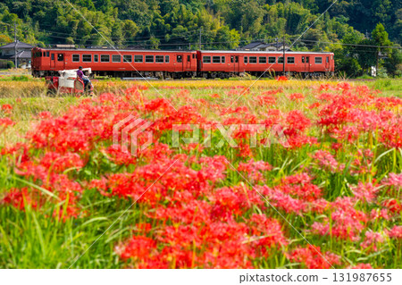 A Tsuyama Line local train bound for Tsuyama Station running through the autumn countryside and rice harvesting scenery 2. Kumenan Town, Kume District, Okayama Prefecture A Tsuyama Line local train bound for Tsuyama Station running through the autumn countryside and rice harvesting scenery 2. Kumenan Town, Kume District, Okayama Prefecture 131987655