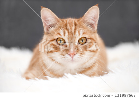 A cute red cat is lying on a light blanket A cute red cat is lying on a light blanket 131987662