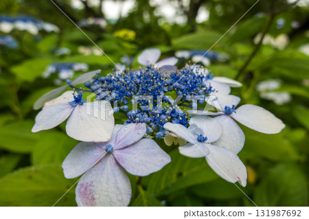 美麗的繡球花與雨滴的特寫 美麗的繡球花與雨滴的特寫 131987692