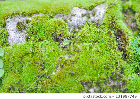 Green moss or bryophyta, moss on the rock 131987749