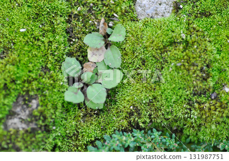 Green moss or bryophyta, moss on the rock 131987751