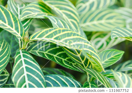 Fire Fingers, Sanchezia or Sanchezia nobilis or Sanchezia speciosa, Sanchezia speciosa Leonard or The Zebra Plant or ACANTHACEAE Fire Fingers, Sanchezia or Sanchezia nobilis or Sanchezia speciosa, Sanchezia speciosa Leonard or The Zebra Plant or ACANTHACEAE 131987752