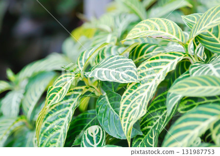 Fire Fingers, Sanchezia or Sanchezia nobilis or Sanchezia speciosa, Sanchezia speciosa Leonard or The Zebra Plant or ACANTHACEAE Fire Fingers, Sanchezia or Sanchezia nobilis or Sanchezia speciosa, Sanchezia speciosa Leonard or The Zebra Plant or ACANTHACEAE 131987753