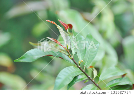 Picara,Excoecaria cochinchinensis Lour or EUPHORBIACEAE or bicolor plant Picara,Excoecaria cochinchinensis Lour or EUPHORBIACEAE or bicolor plant 131987754
