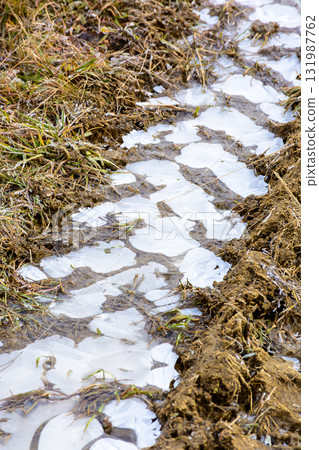 ice frozen tire track on dirt road. mud and frost pattern. close up view of off road terrain background in november ice frozen tire track on dirt road. mud and frost pattern. close up view of off road terrain background in november 131987762