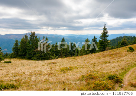 fir trees on a meadow down the hill to coniferous forest in mountains of ukraine. carpathian landscape under overcast sky in early autumn fir trees on a meadow down the hill to coniferous forest in mountains of ukraine. carpathian landscape under overcast sky in early autumn 131987766