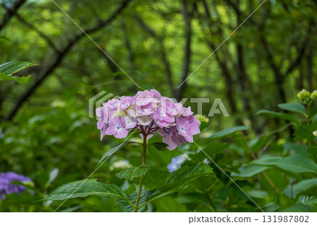 Cute pink hydrangeas blooming in the forest 131987802