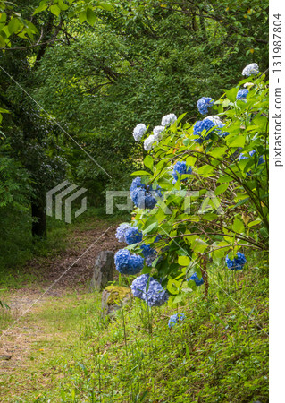 盛開著藍色繡球花的小路風景 盛開著藍色繡球花的小路風景 131987804