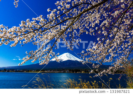 [Yamanashi Prefecture_Mount Fuji_Lake Kawaguchi] A Japanese landscape woven by the lakeside and Mount Fuji in April 131987821
