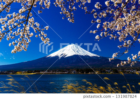 [Yamanashi Prefecture_Mount Fuji_Lake Kawaguchi] A Japanese landscape woven by the lakeside and Mount Fuji in April 131987824