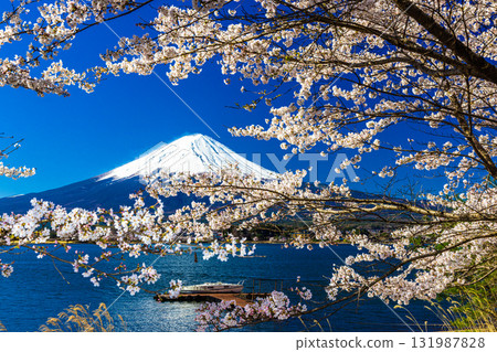 [Yamanashi Prefecture_Mount Fuji_Lake Kawaguchi] A Japanese landscape woven by the lakeside and Mount Fuji in April 131987828