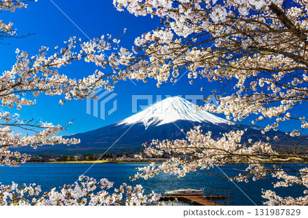 [Yamanashi Prefecture_Mount Fuji_Lake Kawaguchi] A Japanese landscape woven by the lakeside and Mount Fuji in April 131987829