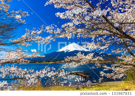 [Yamanashi Prefecture_Mount Fuji_Lake Kawaguchi] A Japanese landscape woven by the lakeside and Mount Fuji in April 131987831