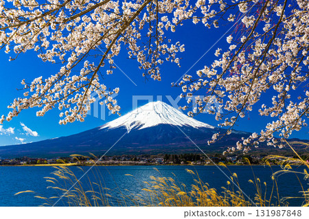 【山梨縣_富士山_河口湖】4月湖畔與富士山交織的日本風景 【山梨縣_富士山_河口湖】4月湖畔與富士山交織的日本風景 131987848