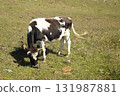 Black and white Holstein Friesian cattle cow grazing on farmland. Green grass meadow 131987881