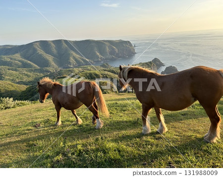夕陽下的馬 131988009