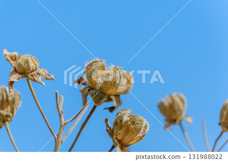 芙蓉花種子綻放在冬日的天空 131988022