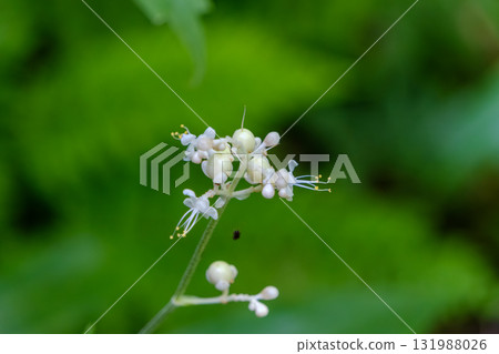 綠色背景上漂浮的小白花 綠色背景上漂浮的小白花 131988026