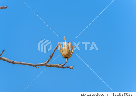 Branches of the tulip tree stretching into the winter sky Branches of the tulip tree stretching into the winter sky 131988032