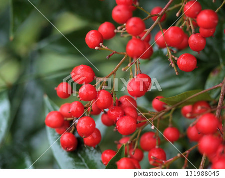 十一月雨後，美麗的紅色南天竹果 131988045