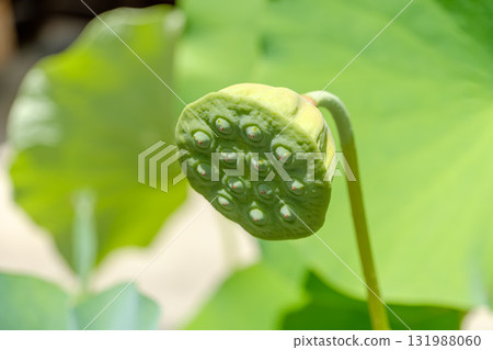 蓮子具有獨特的蜂巢形狀 131988060