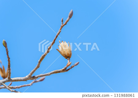 冬天的枝條和花蕾伸向藍天 131988061