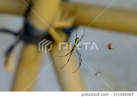 金屬長腿蜘蛛 金屬長腿蜘蛛 131988067