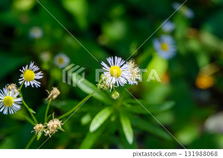 一朵美麗的雛菊在綠樹中綻放 一朵美麗的雛菊在綠樹中綻放 131988068