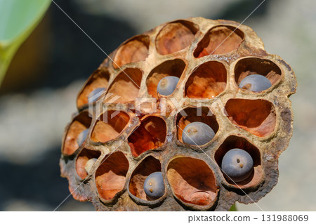 帶籽的乾蓮藕 131988069