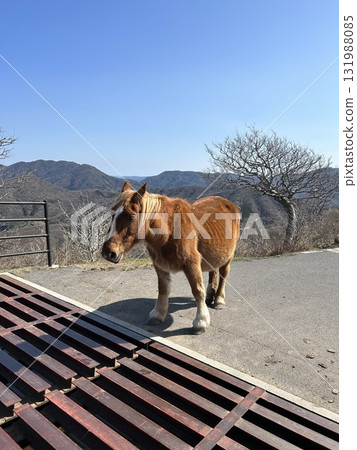 A horse I met in the parking lot 131988085