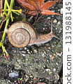 snails  131988145