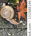 snails  131988146