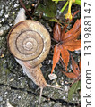 snails  131988147