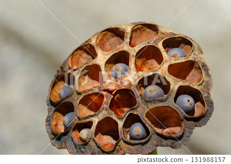 Dry lotus with the seeds still attached 131988157