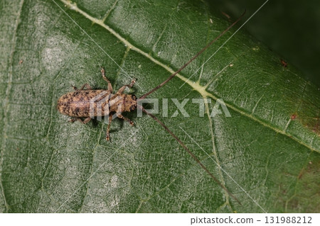 Living creatures, insects, longhorn beetles, their bodies covered with fine hairs, light brown with black spots 131988212