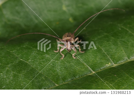 生物 - 昆蟲 - 天牛的正面。上顎、上唇、觸鬚和唇須清晰可見。 131988213