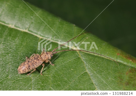 Living creatures, insects, long-horned beetles, on Ishigaki Island in early October. I found them in the gazebo in the park in the morning. 131988214