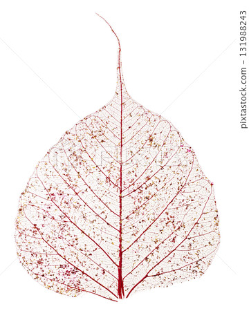 紅色聖誕花圈、松果和鮮花的天然花圈、白色背景 131988243