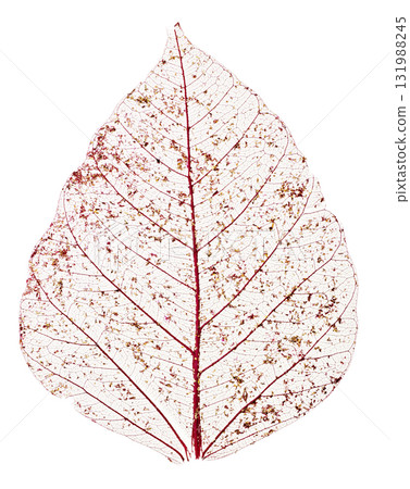 Red Christmas wreath, natural wreath of pine cones and flowers, white background 131988245